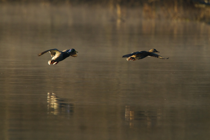 Mallards In Flight